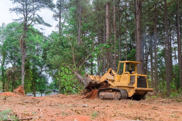 Trees Clearing in Dacula