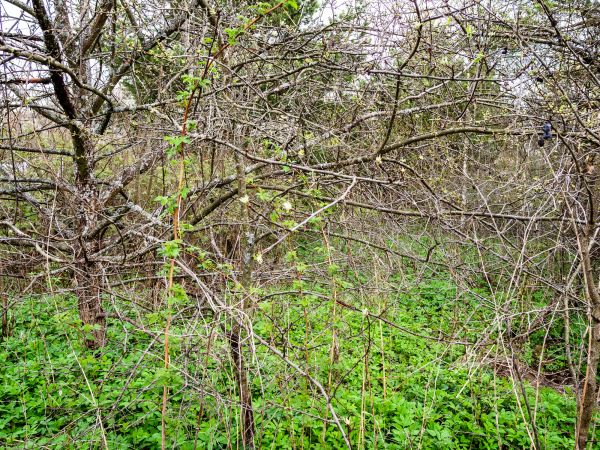 Underbrush Clearing in Dacula