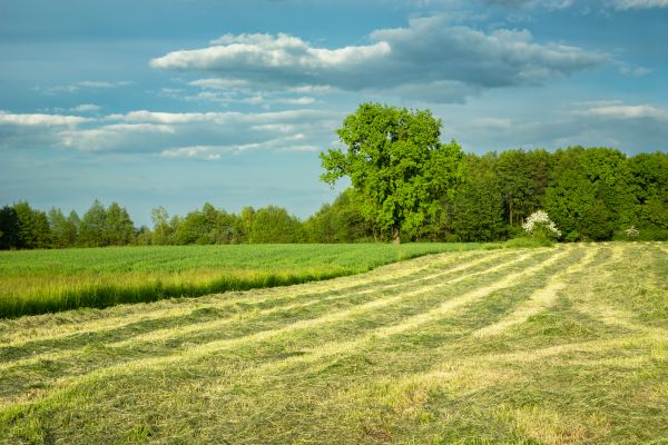 Cost of Vegetation Removal in Dacula