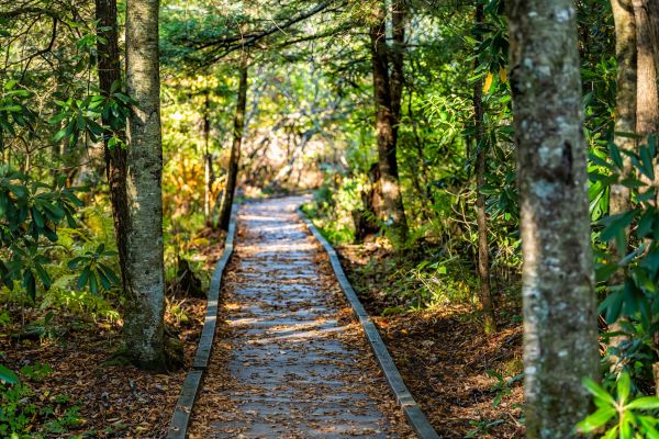 Cost of Trail Clearing in Dacula